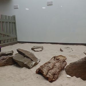 Pancake Tortoise exhibit in 'Wee Beesties'