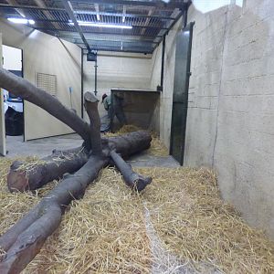 Sumatran Tiger Indoors
