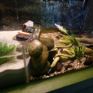 Mudskipper exhibit