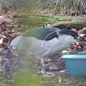 Black-crowned Night Heron