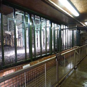 Greater One-horned Rhino evening house