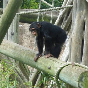 Velu the Western Chimpanzee