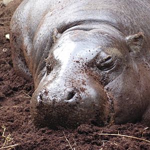 Pygmy Hippo