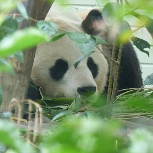 Giant Panda male,Yuang Guang