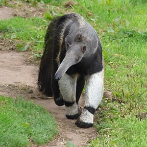 Giant Anteater