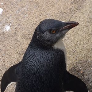Young Rockhopper