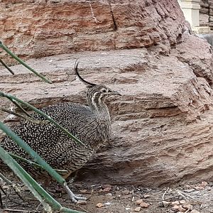 Crested elegant tinamou