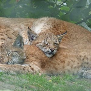 Lynx cubs