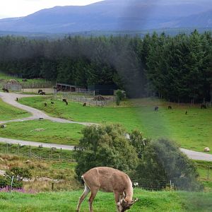 Markhor with Bison in distance