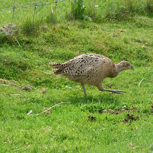 Wild bird (Species ID?)