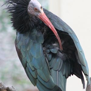 Northern bald ibis