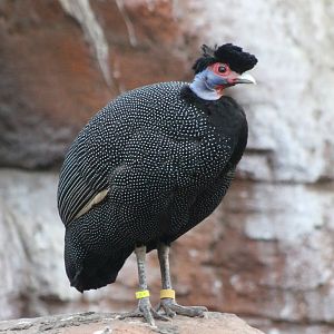Pucherans crested guineafowl