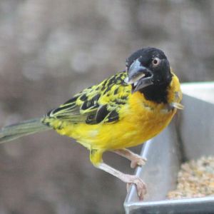 Village weaver