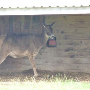 White-lipped Deer