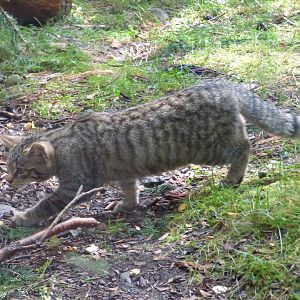 Scottish Wildcat