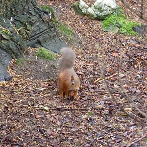 Wild Red Squirrel