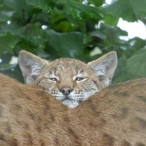 Lynx cub