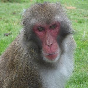 Japanese Macaque