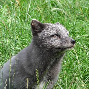 Arctic Fox
