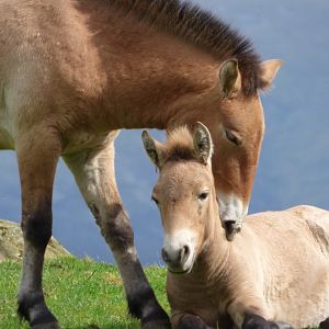 Przewalski's Horses