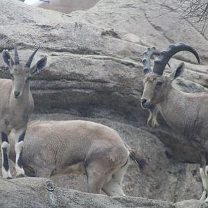 Nubian Ibex - Africa Rocks