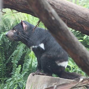 Tasmanian Devil -Australian Outback