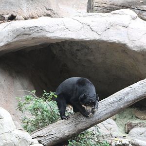 Sun Bear on a Log - Sun Bear Forest
