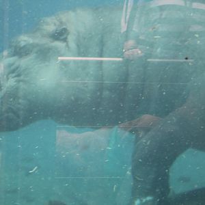 Hippo Underwater - Ituri Forest