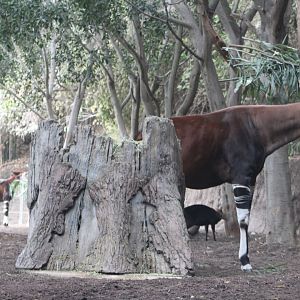 Okapi - Ituri Forest
