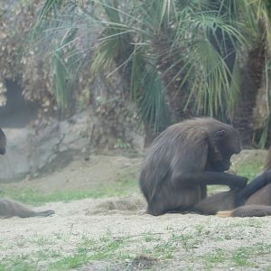 Grooming Geledas - Africa Rocks