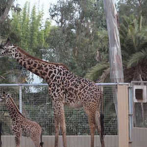Giraffe with 2 Week old Calf