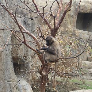 Gelada In Tree - Africa Rocks