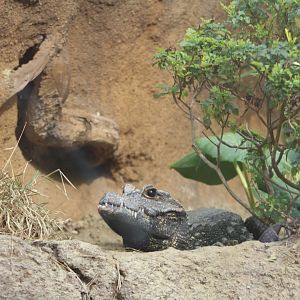 West African Dwarf Crocodile - Africa Rocks