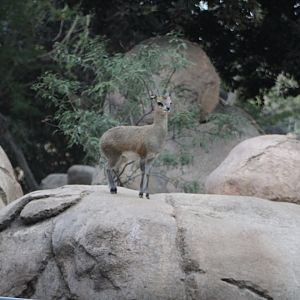 Klipspringer in Kopje - Africa Rocks