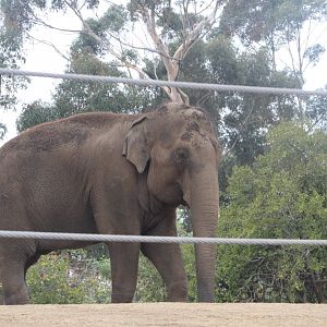 Asian Elephant - Elaphant Odyssey