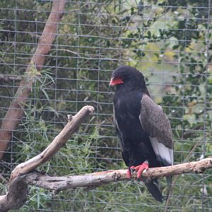 Bateleur Eagle - Africa Rocks