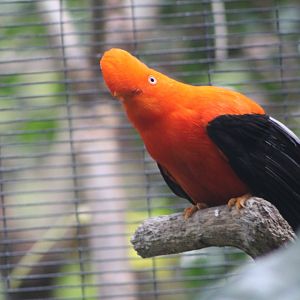 Andean Cock-of-the-rock - Parker Aviary