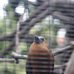 Parker Aviary - Capuchin Bird