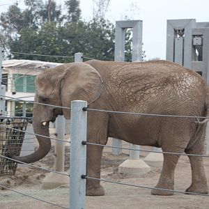 African Elephant Eating - Eelephant Odyssey
