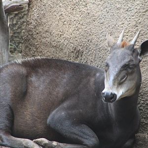 Yellow-backed Duiker - Hoofstock Yards