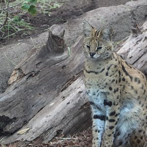 Serval - Africa Rocks
