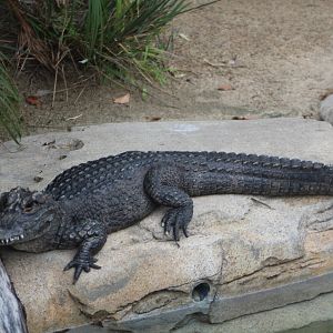 Chinese Alligator - Reptile Walk
