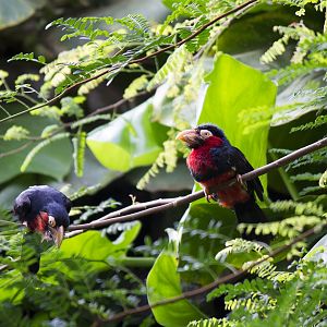 Bearded Barbets