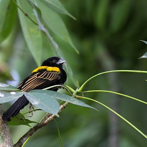 Yellow-mantled Widowbird
