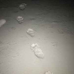 Wolverine trail.  Alaska.