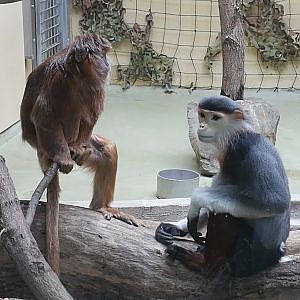 Paul & Lynsey's Zoo Tour 2017 #59  Kölner Zoo (Cologne Zoo) - YouTube