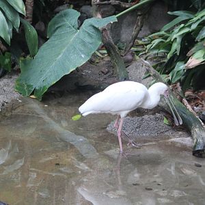 African Spoonbill - Scripps Avairy