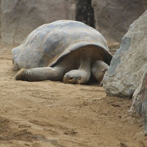 Galapogos Totoise - Reptile Walk