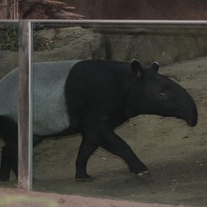 Malayan Tapir - Tiger River