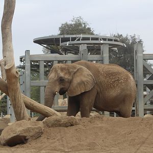 African Elephant - Elephant Odyssey